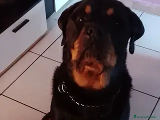 Rottweiler cani Regalo rottweiler - Annuncio 2