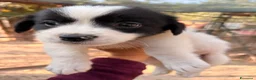 Meticcio cani in regalo: DUPLO - Annuncio 3