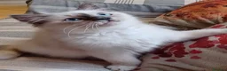 Sacro di Birmania gatti in vendita: Gattino sacro di Birmania a Città metropolitana di Milano - Annuncio 3