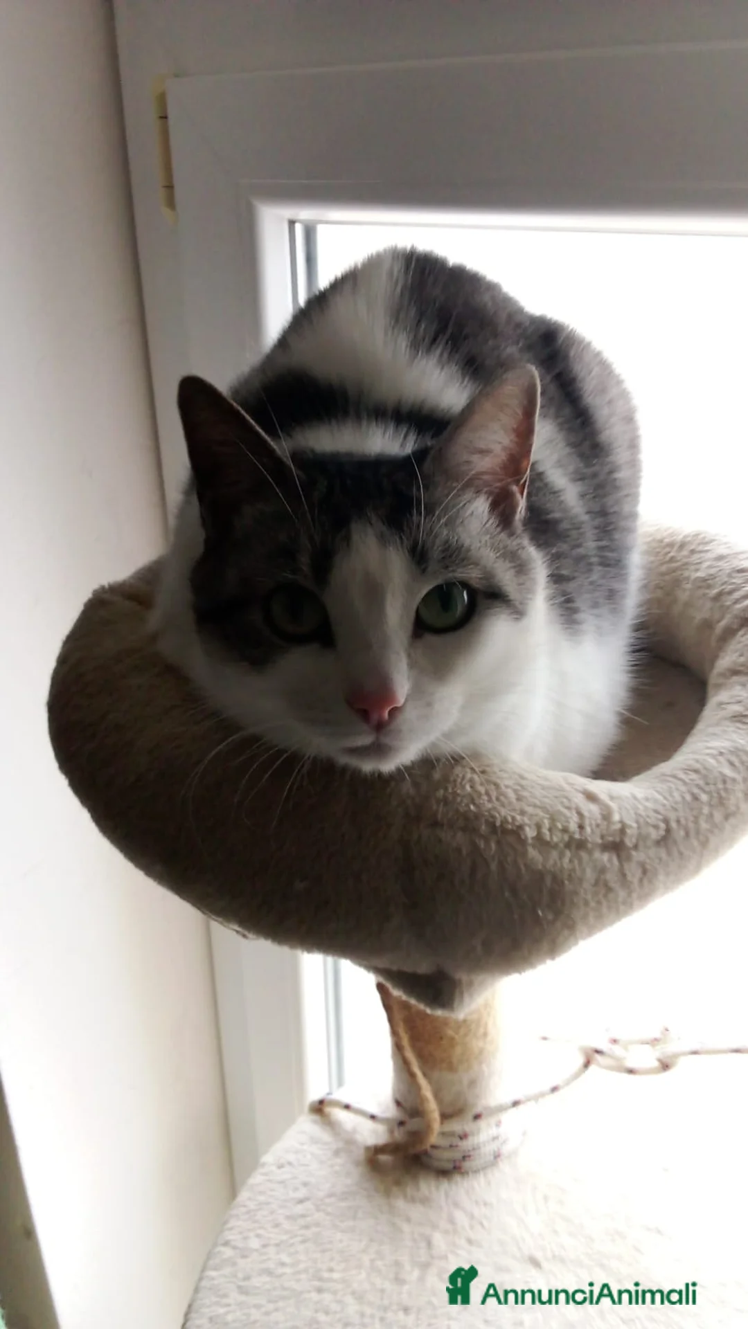 Meticcio gatti in regalo: GATTA DOLCISSIMA - Annuncio 5