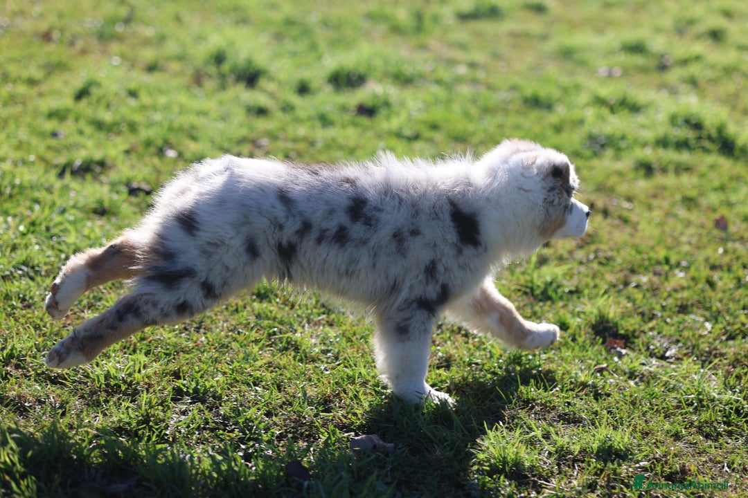 Australian Shepherd cani in vendita: Cucciolo di pastore australiano  - Annuncio 5
