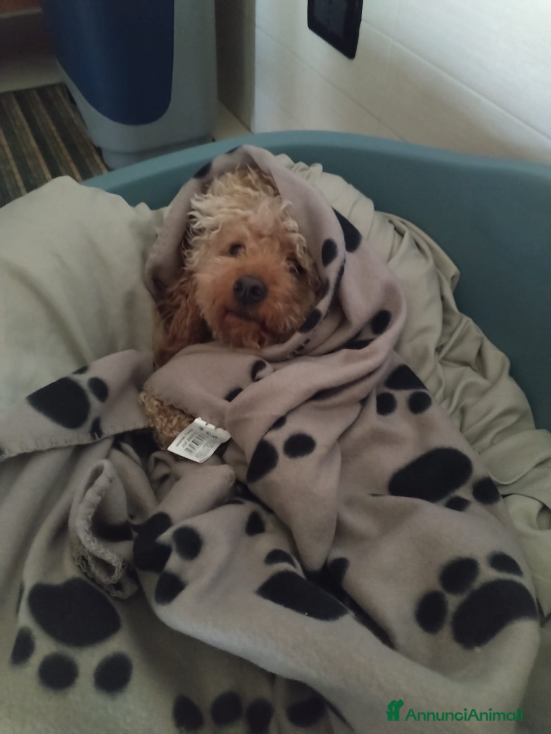 Barboncino cani per accoppiamento: GentilCane cerca Fidanzata - Immagine 8