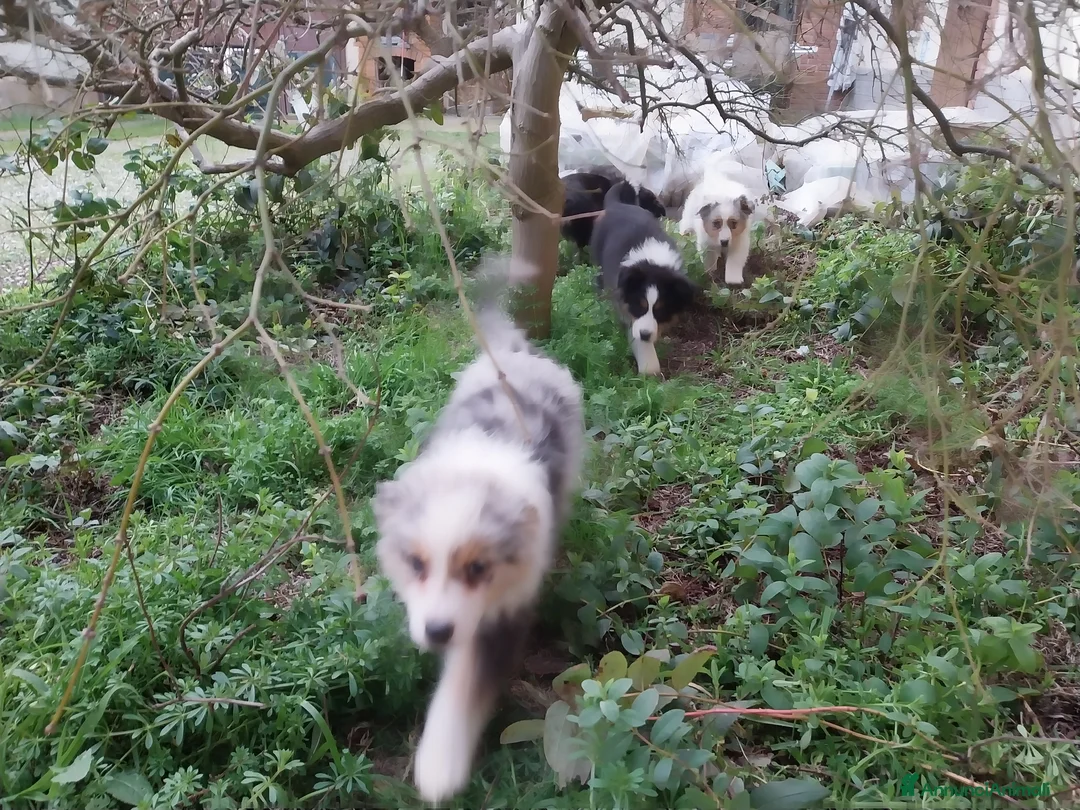 Australian Shepherd cani in vendita: Cuccioli australian shepard  a Provincia di Pavia - Annuncio 9