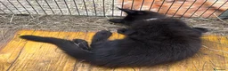 Maine Coon gatti in vendita: Cucciolo black smoke di maine coon (Tequila) - Annuncio 29