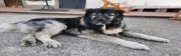 Pastore del Caucaso cani in vendita: Cuccioli di pastore del caucaso  - Annuncio 2