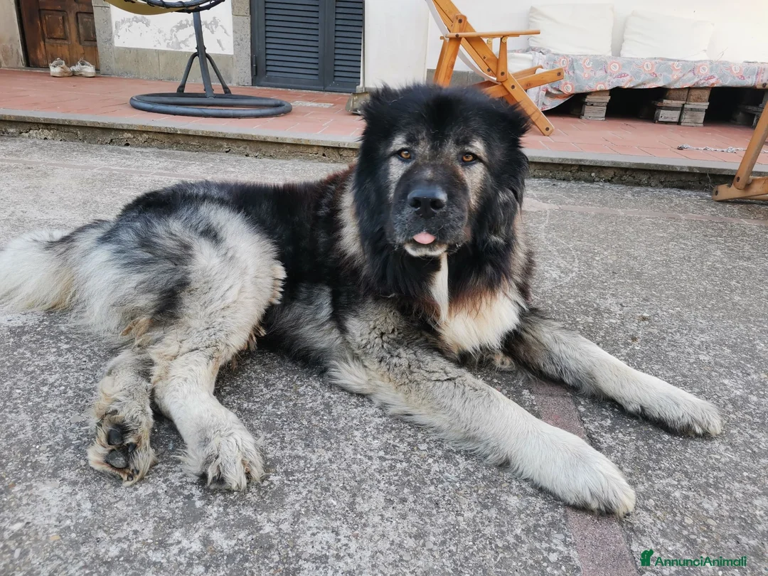 Pastore del Caucaso cani in vendita: Cuccioli di pastore del caucaso  - Annuncio 2