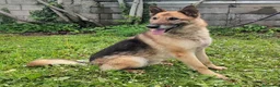 Meticcio cani in regalo: CICCILLO ALLA RICERCA DI UNA CASA - Annuncio 6