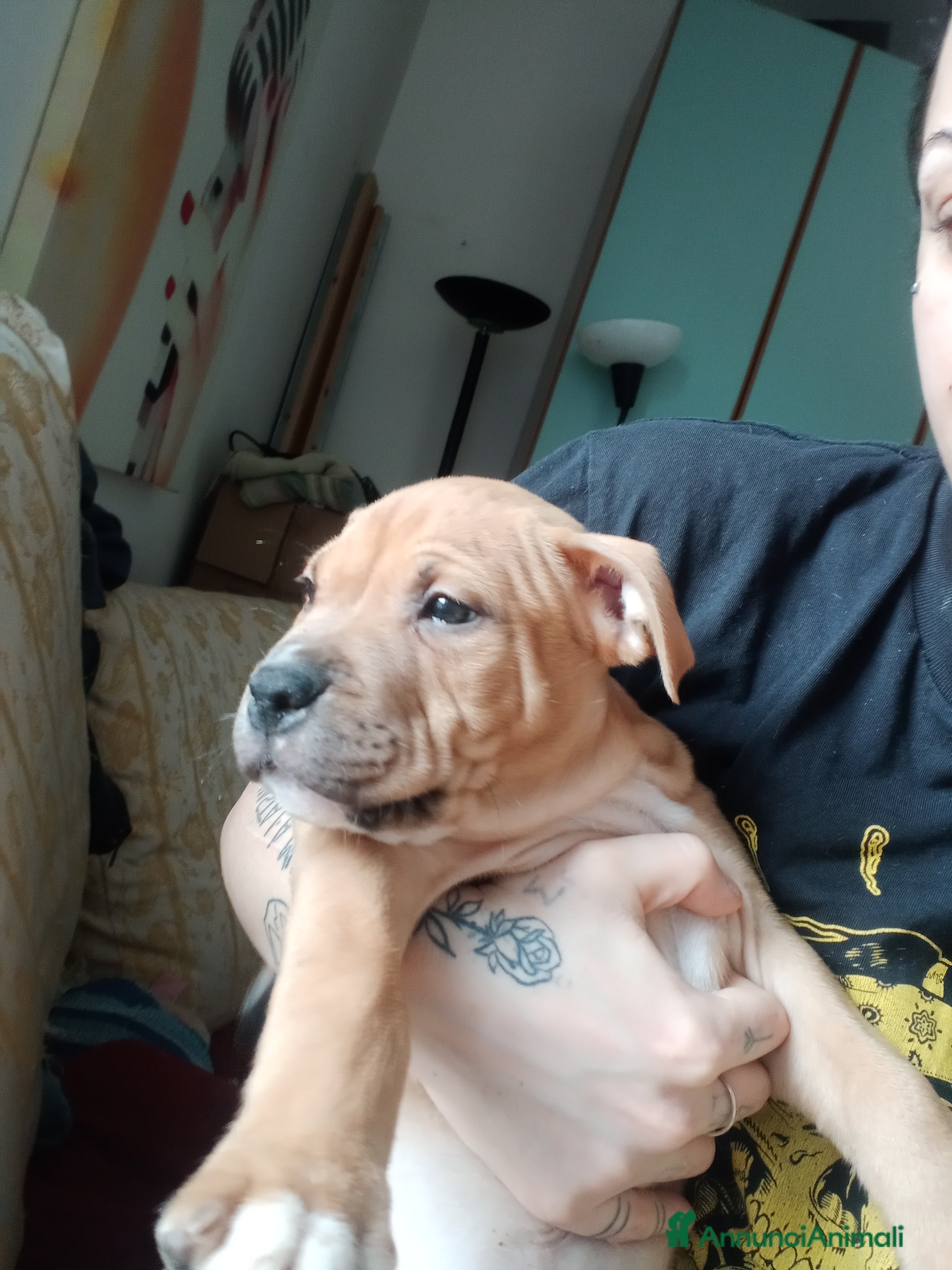 Pitbull cani Cuccioli di pitbull - Annuncio 2