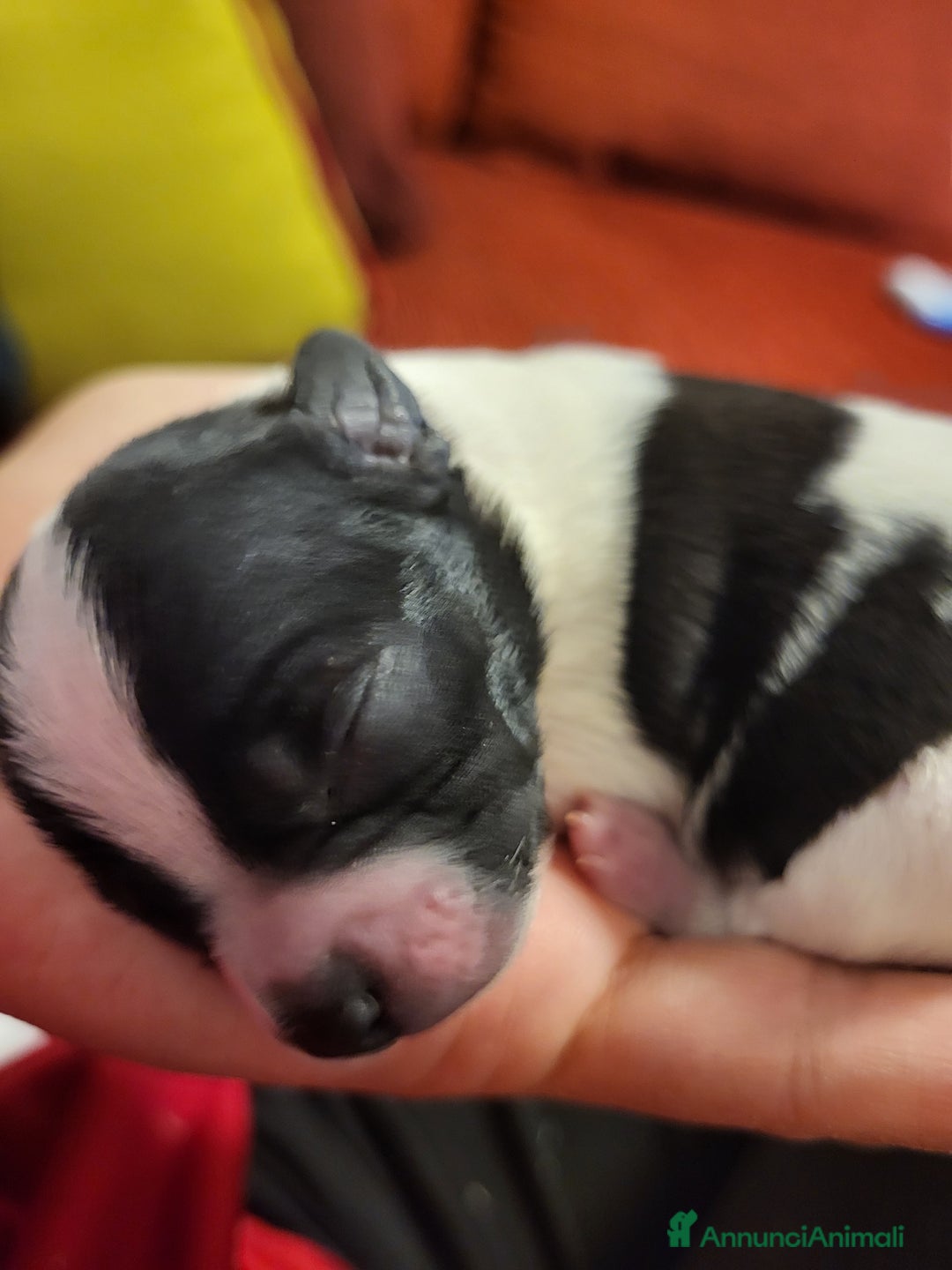 Meticcio cani in vendita: Vendo  - Annuncio 3