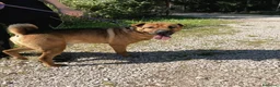 Shar Pei cani in regalo: Sharpone - Annuncio 10