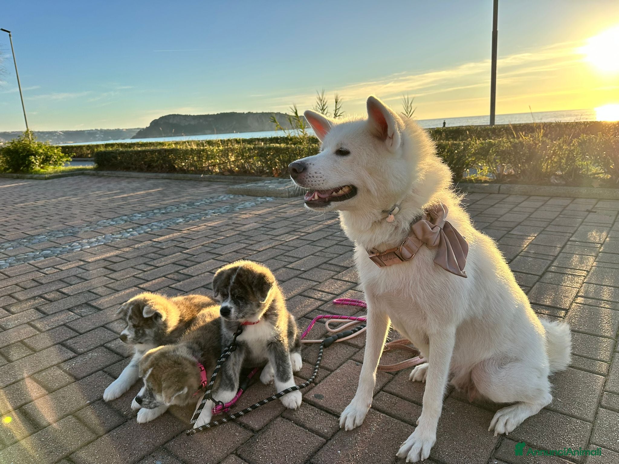 Akita Inu cani Vendesi cuccioli Akita Inu ALTA GENEALOGIA  - Annuncio 2