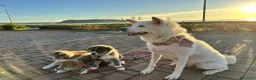 Akita Inu cani in vendita: Vendesi cuccioli Akita Inu ALTA GENEALOGIA  - Annuncio 2