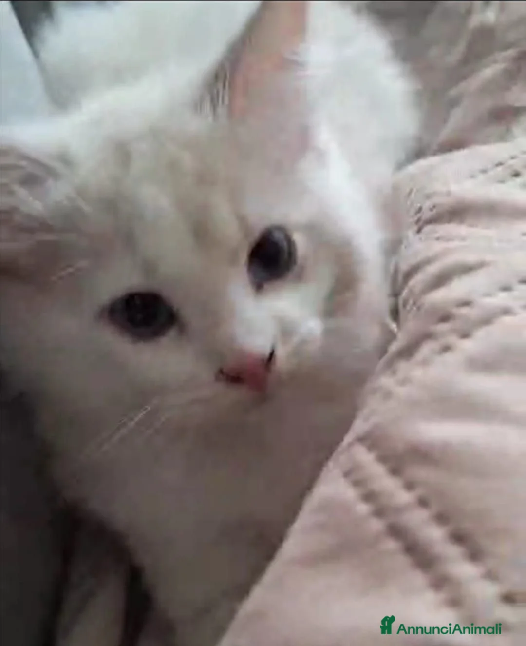 Ragdoll gatti in vendita: Ragdoll blu Bicolore  - Annuncio 5