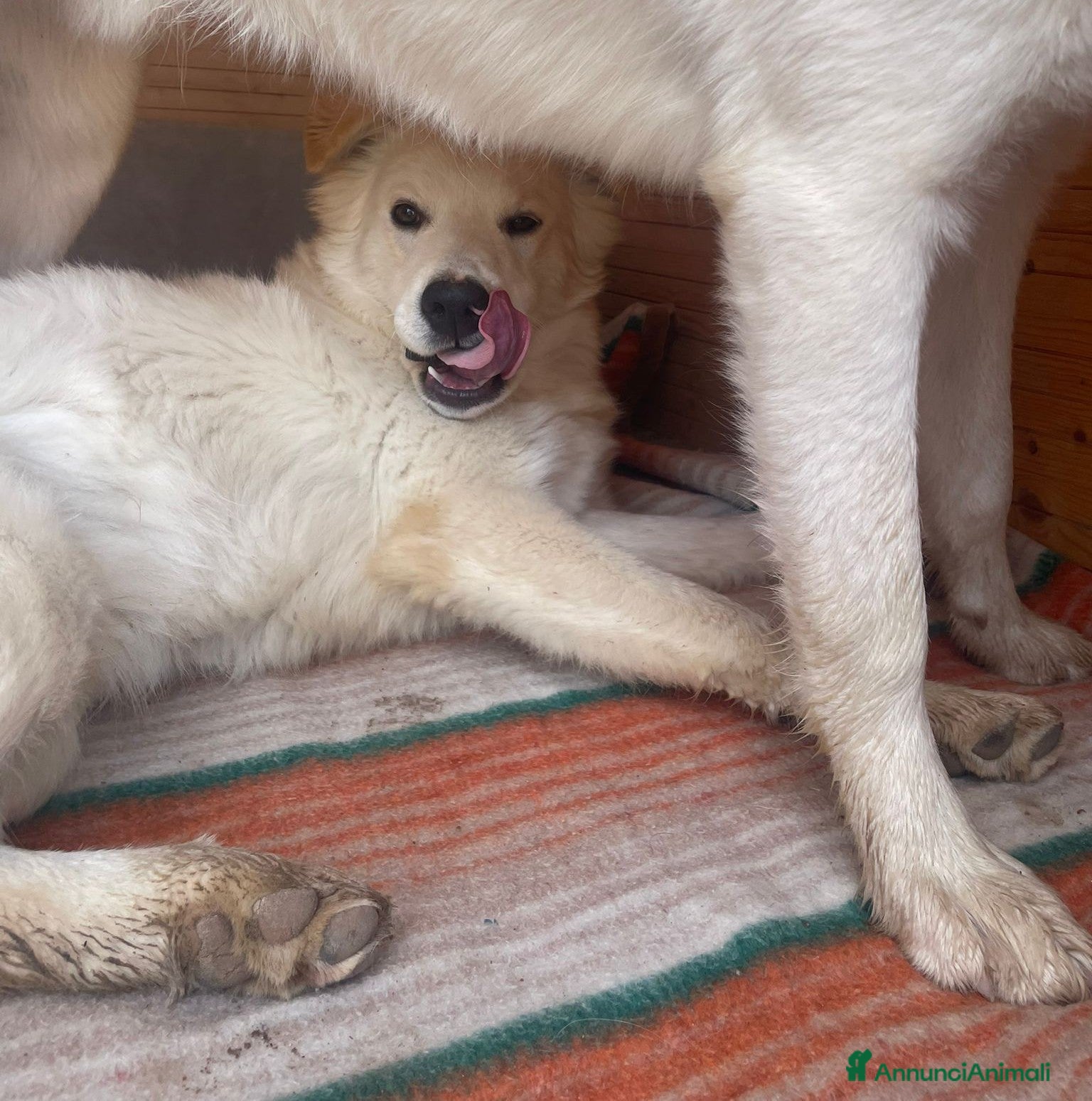 Meticcio cani ADOTTA AIKO - Annuncio 34