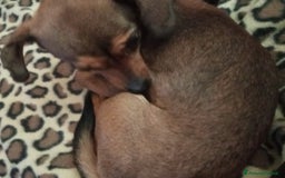 Altre razze cani in regalo: Regalo cane femmina di piccola taglia - Immagine 3