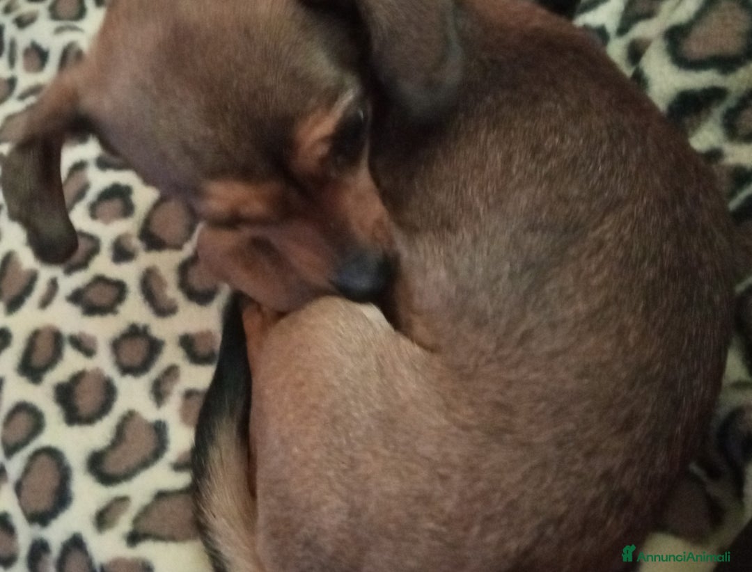 Altre razze cani in regalo: Regalo cane femmina di piccola taglia - Immagine 3