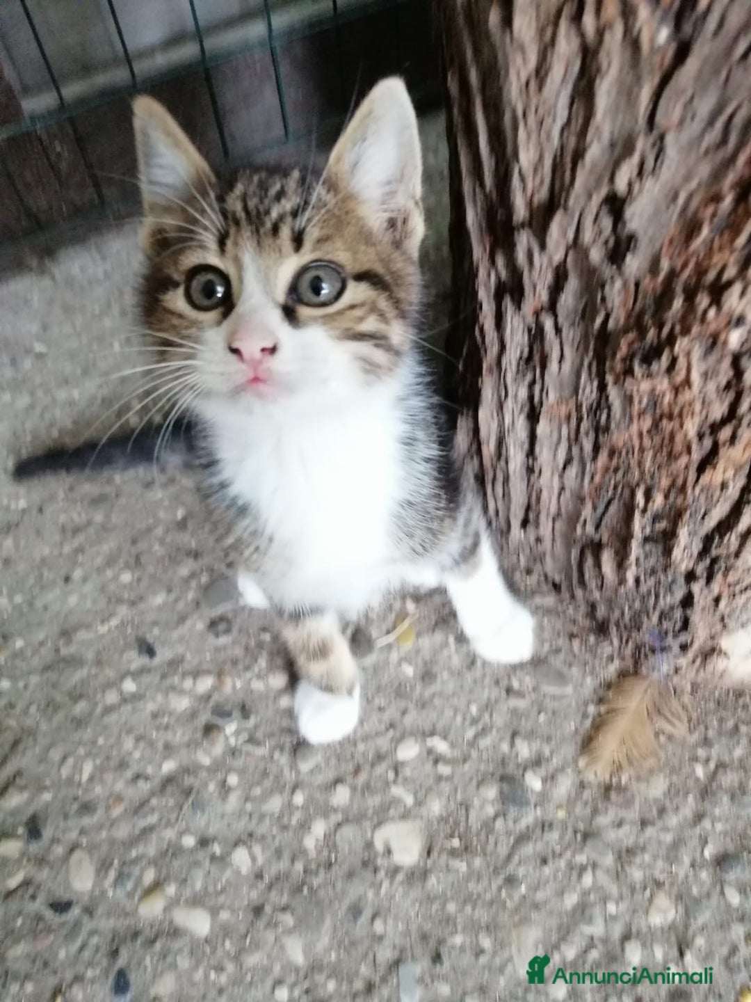 Europeo gatti in regalo: gattini cuccioli 2 mesi e mezzo🖤 - Immagine 4