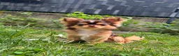 Chihuahua cani per accoppiamento: Bellissimo maschio Chihua mini per accoppiamento. - Annuncio 2