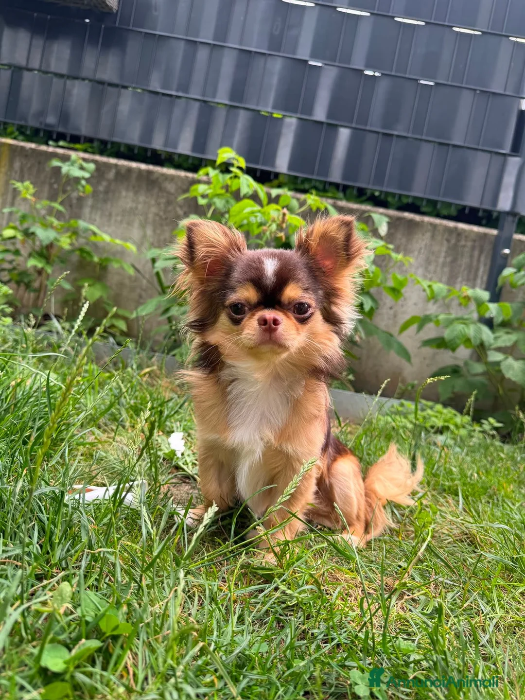 Chihuahua cani per accoppiamento: Bellissimo maschio Chihua mini per accoppiamento. - Annuncio 2
