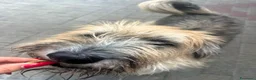 Meticcio cani in regalo: SPANK SPERA DI TROVARE UNA CASA - Annuncio 3