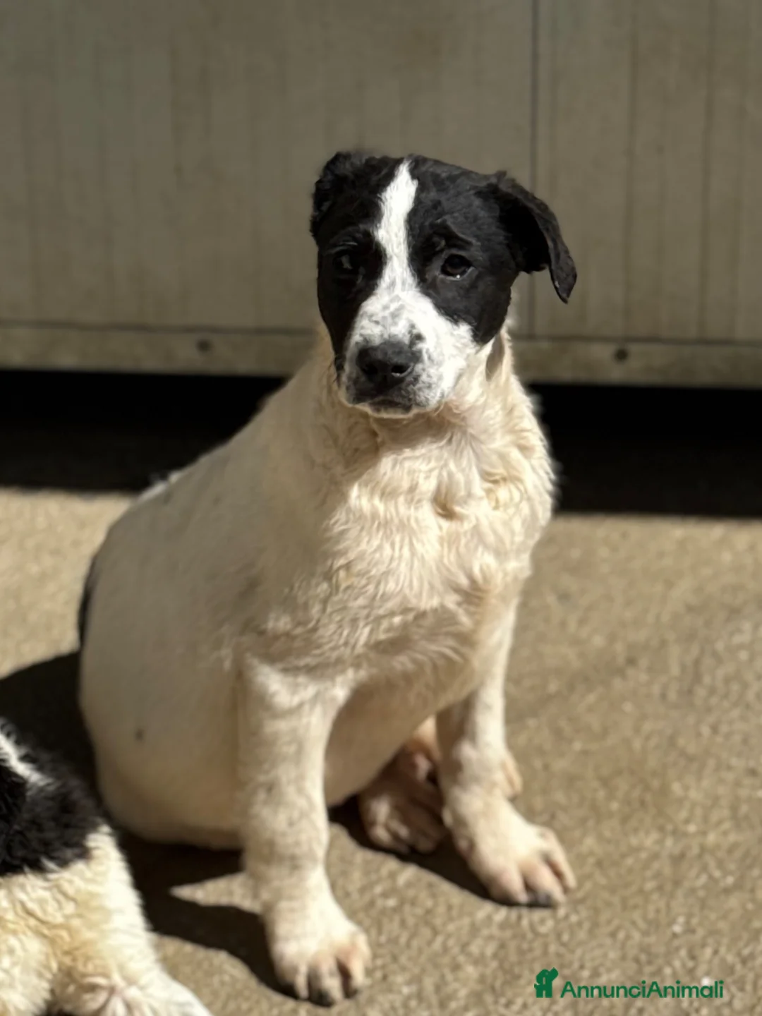 Meticcio cani in regalo: Olly cucciolo coccolone 4 mesi taglia media a Città Metropolitana di Genova - Annuncio 3