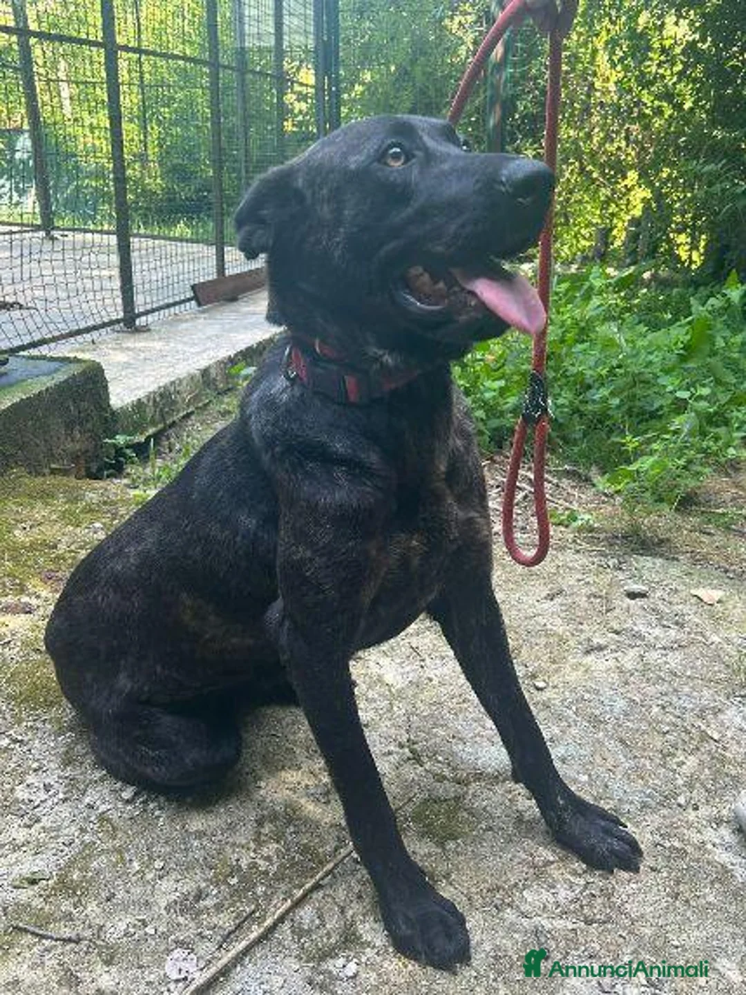 Meticcio cani in regalo: ORSA giovane e socievole a Città Metropolitana di Firenze - Annuncio 5