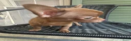 Chihuahua cani in vendita: Chihuahua Pedigree Enci - Annuncio 3