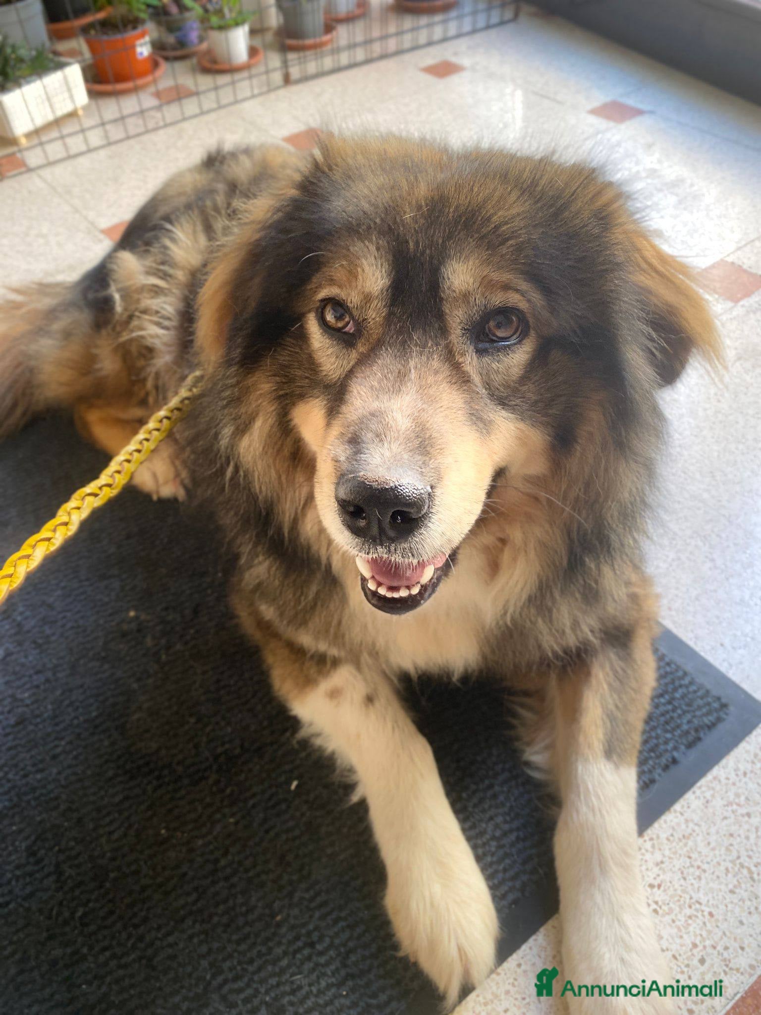 Pastore dei Carpazi cani Max: Buono, bello, educato, socievole, coccolone - Annuncio 11