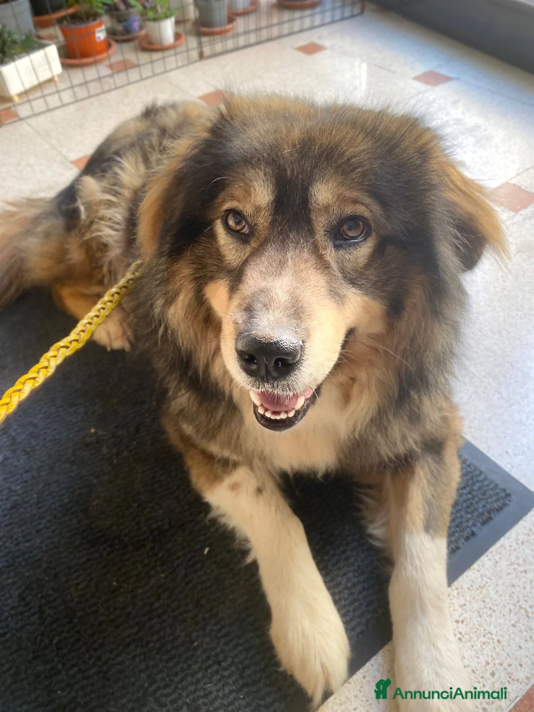 Pastore dei Carpazi cani in regalo: Max: Buono, bello, educato, socievole, coccolone a Provincia di Trieste - Annuncio 1