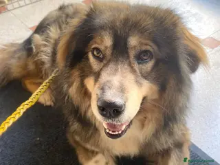 Pastore dei Carpazi cani Max: Buono, bello, educato, socievole, coccolone - Annuncio 11