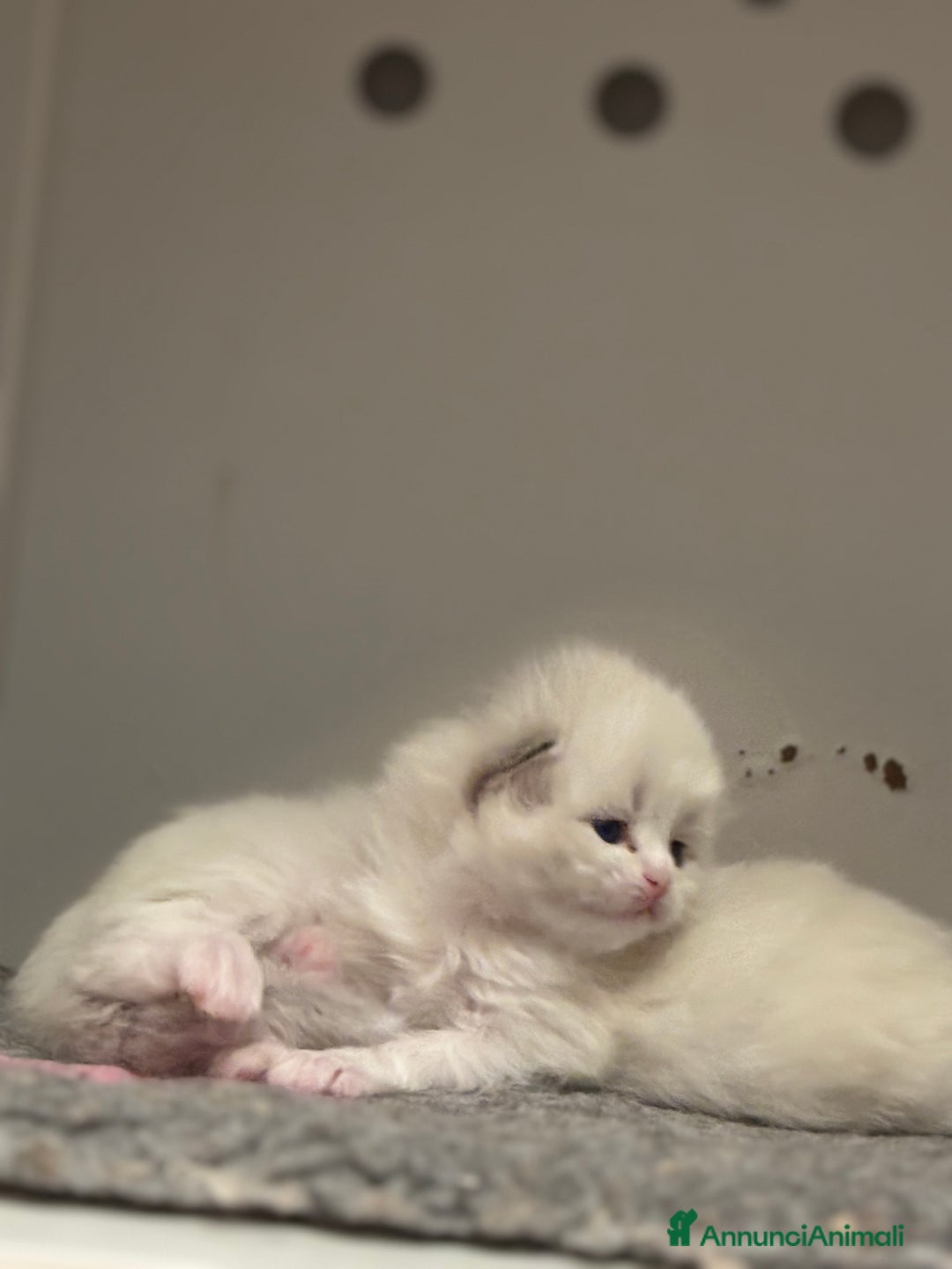 Siberiano gatti in vendita: Siberiani neva masquerade  - Annuncio 2