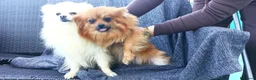 Spitz cani in vendita: Spitz nano di Pomerania  - Annuncio 5