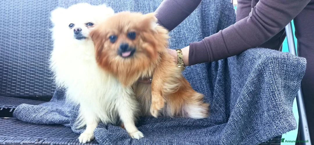 Spitz cani in vendita: Spitz nano di Pomerania  - Annuncio 5