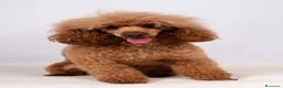 Barboncino Toy cani in vendita: Adorabili cuccioli di barboncino toy - Annuncio 9