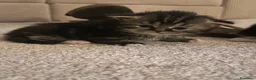 Scottish gatti in vendita: Cuccioli Scottish Fold  - Annuncio 15