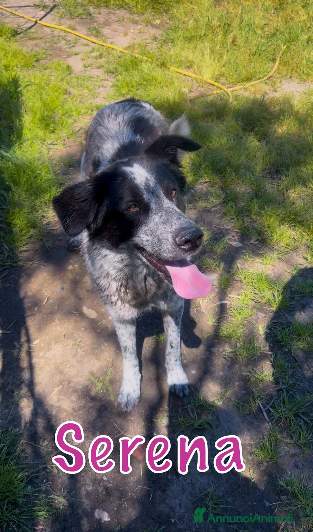 Meticcio cani in regalo: SERENA 🩷 una compagna di vita, non solo un cane a Provincia di Vicenza - Annuncio 3