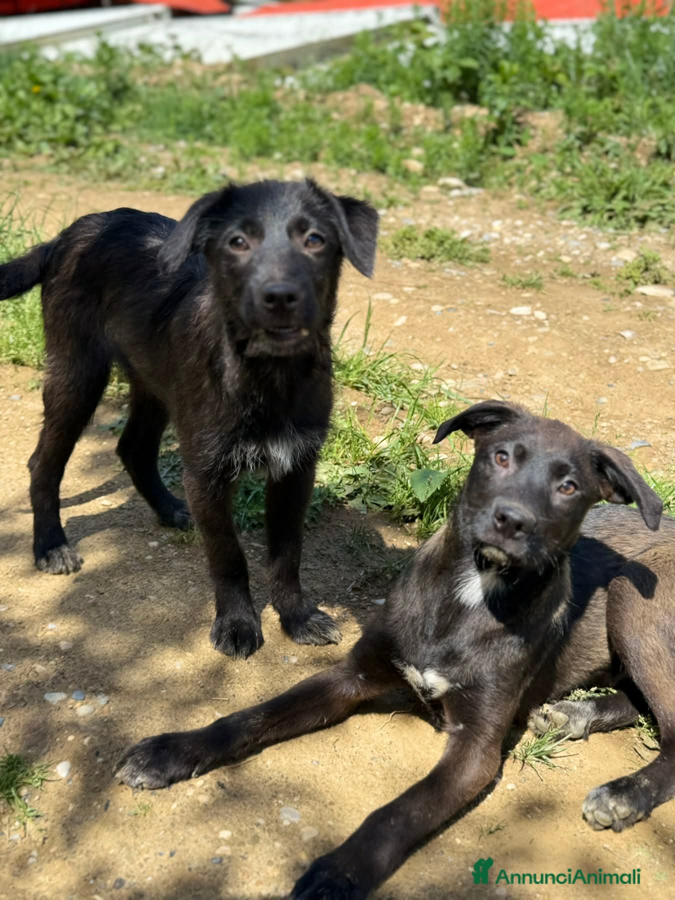 Meticcio cani SILVER & STEEL, cuccioli dal manto argenteo!  - Annuncio 8