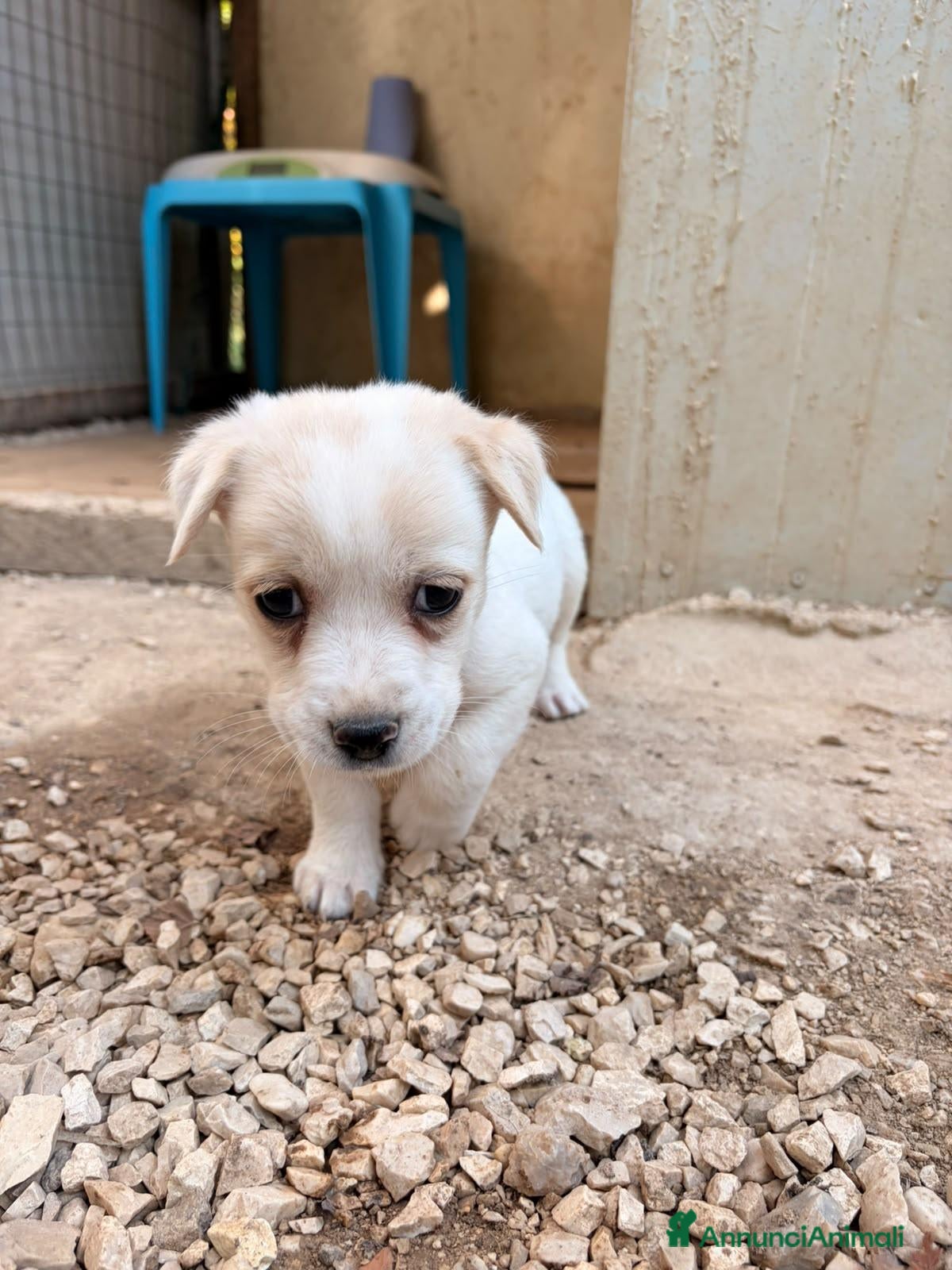 Meticcio cani LA PICCOLA NOCCIOLINA - Annuncio 5