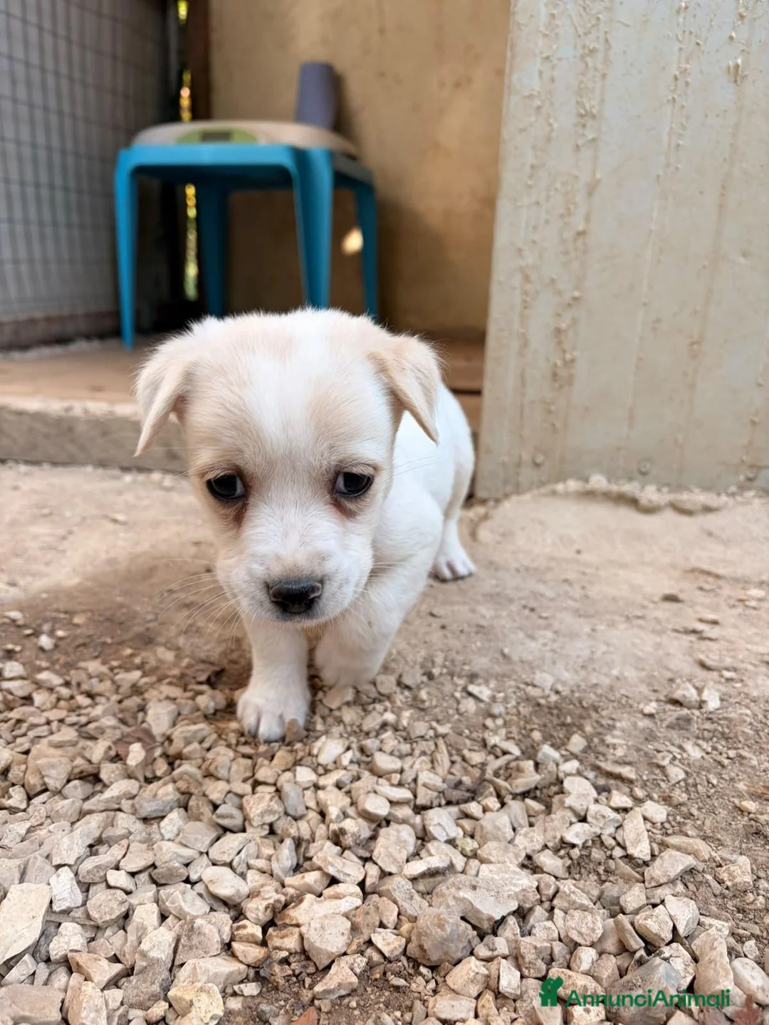 Meticcio cani in regalo: LA PICCOLA NOCCIOLINA - Annuncio 1