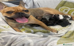 Bulldog Francese cani in vendita: Bulldog francese  - Immagine 6