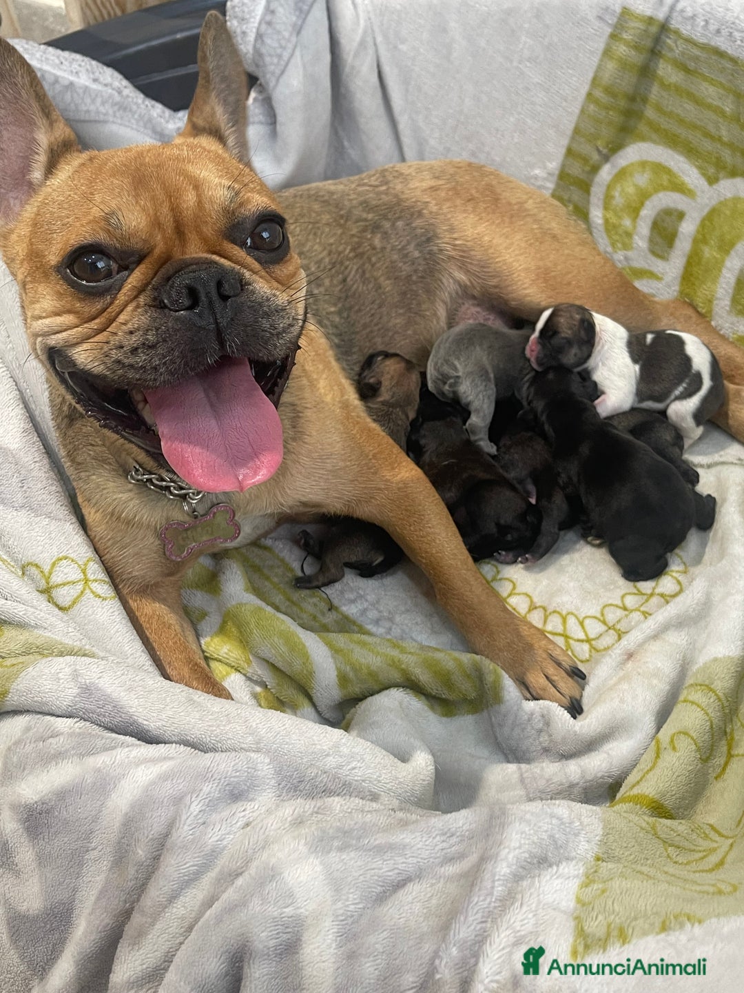 Bulldog Francese cani in vendita: Bulldog francese  - Immagine 6