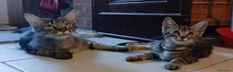 Maine Coon gatti in vendita: Simil maine coon  - Annuncio 5