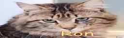 Altre razze gatti in regalo: URGENTISSIMO RON CERCA CASA a Città metropolitana di Milano - Annuncio 1