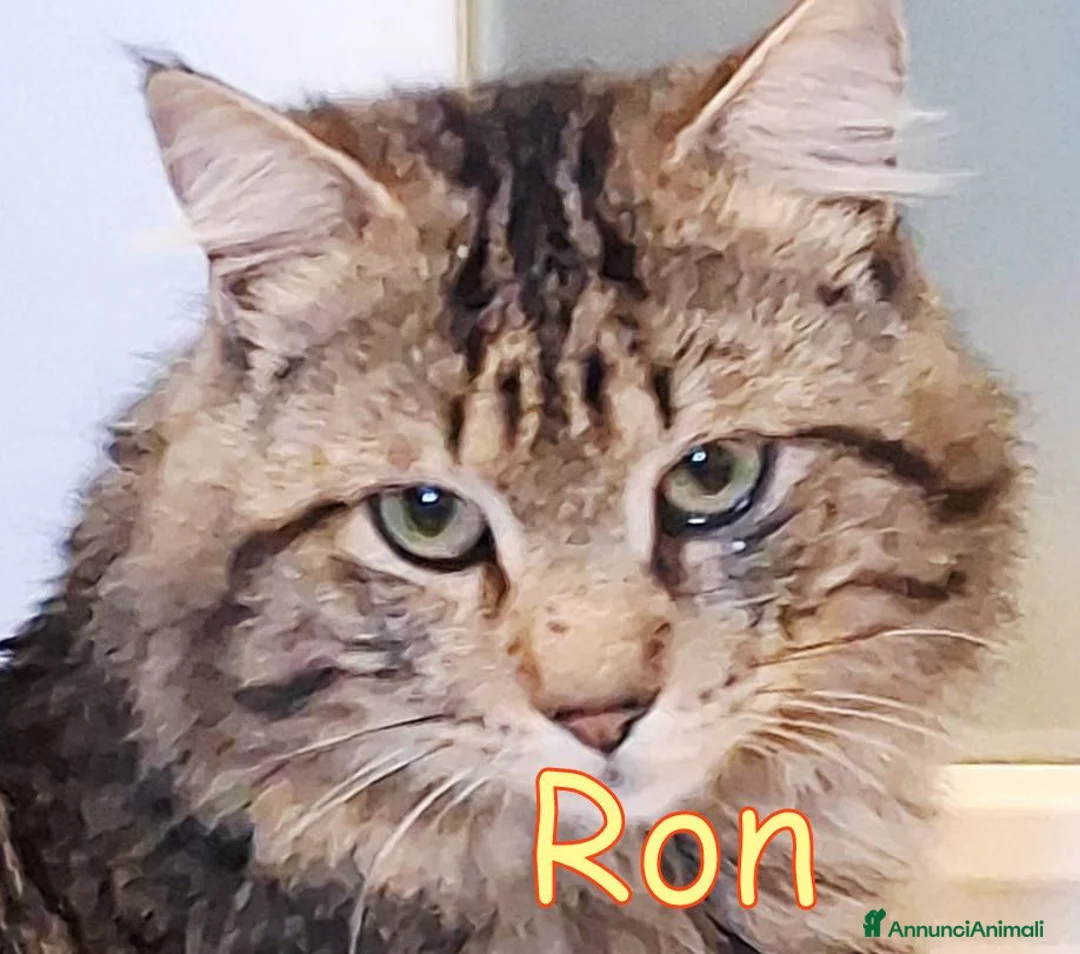 Altre razze gatti in regalo: URGENTISSIMO RON CERCA CASA a Città metropolitana di Milano - Annuncio 1