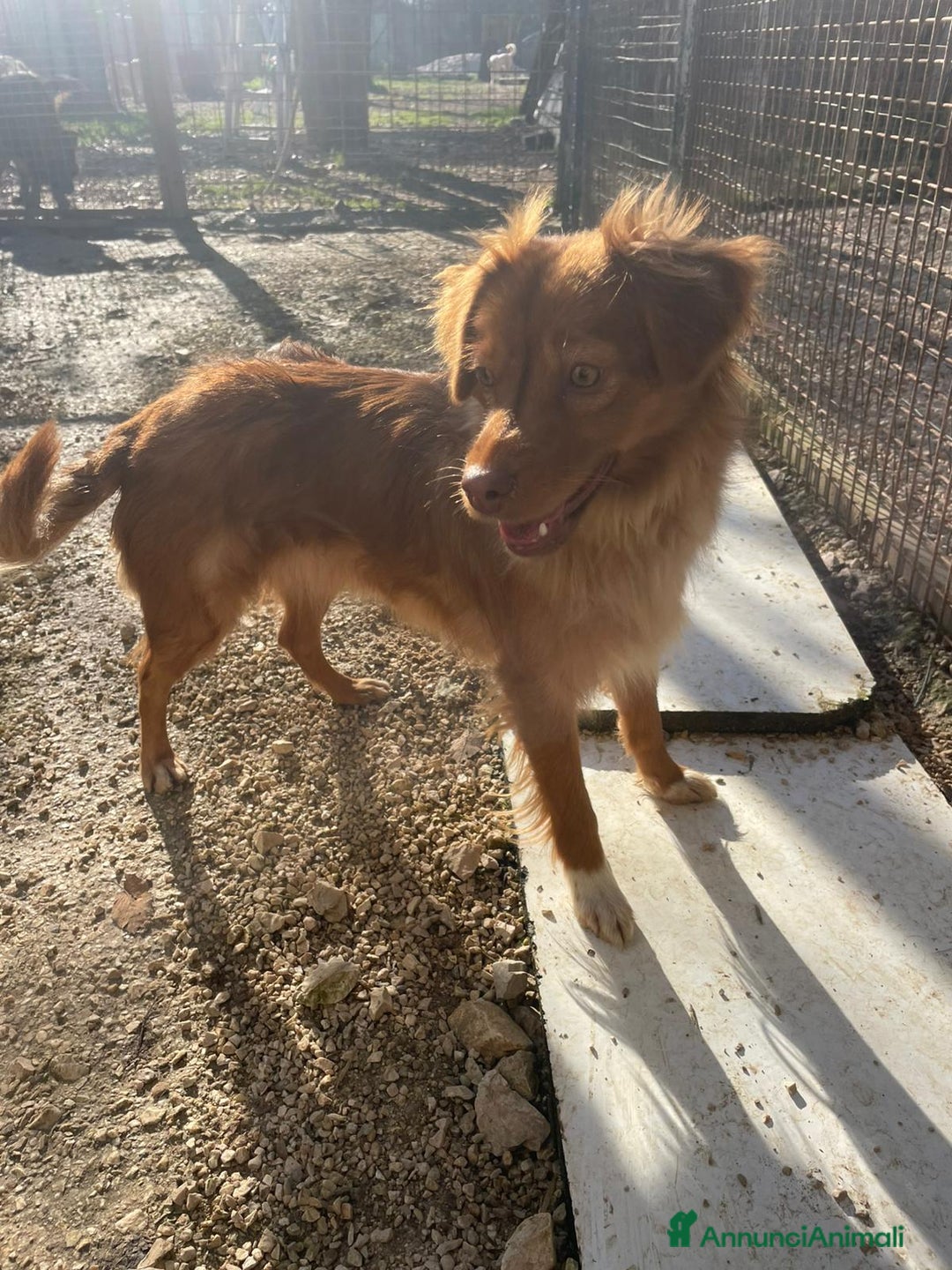 Meticcio cani in regalo: TAGLIE PICCOLE : MEMOLE E CANGU - Annuncio 4