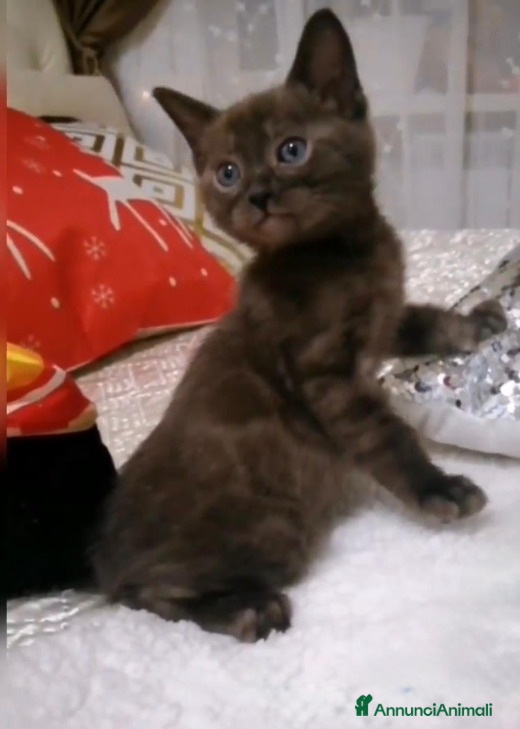 Bengala gatti Bellissimi cuccioli di bengala  - Annuncio 24