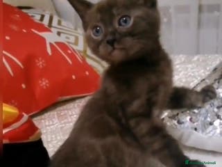 Bengala gatti Bellissimi cuccioli di bengala - Annuncio 24