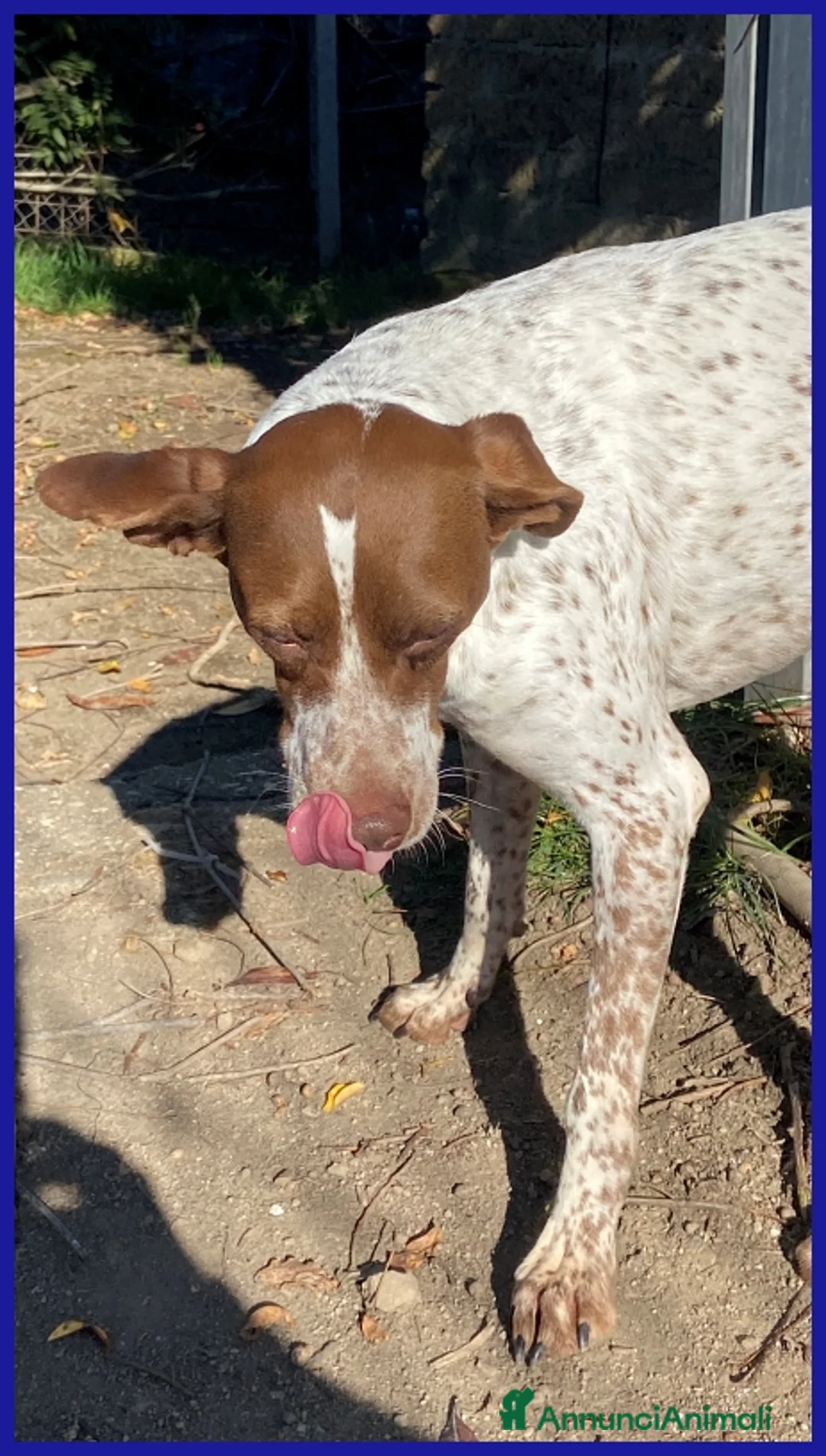 Pointer cani in regalo: ARANCIA, POINTERINA 3 ANNI E MEZZO, E' ANCORA TIMO - Annuncio 7