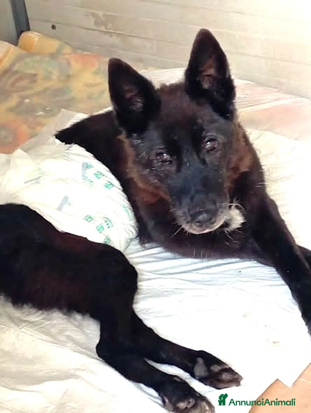 Meticcio cani in regalo: ADOZ.DEL💔:sbattuto in box, perché paraplegico! - Annuncio 2