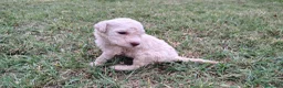 Lagotto cani in vendita: Lagotto Romagnolo con Pedigree - Annuncio 12